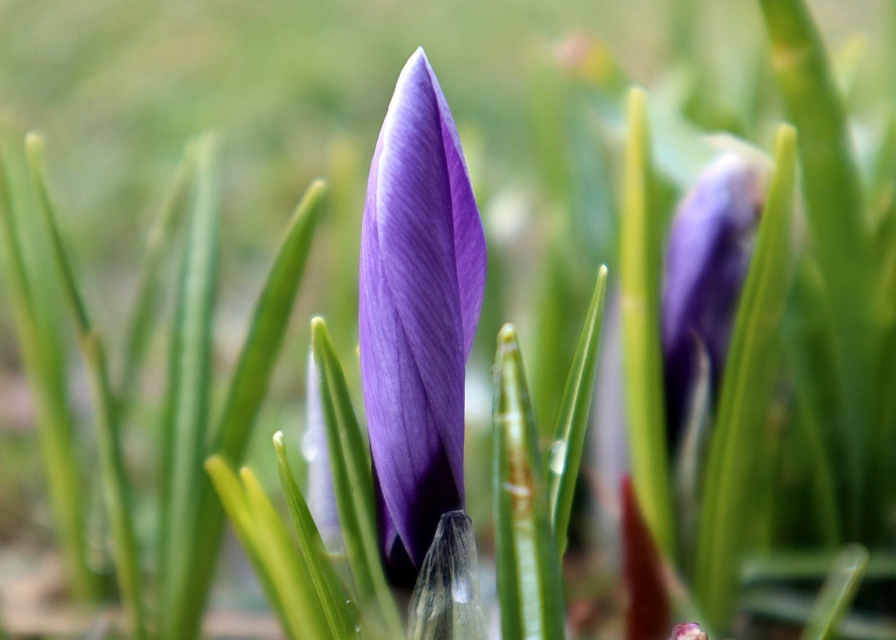 Crocus Flower Bud Free photo on Pixabay Pixabay