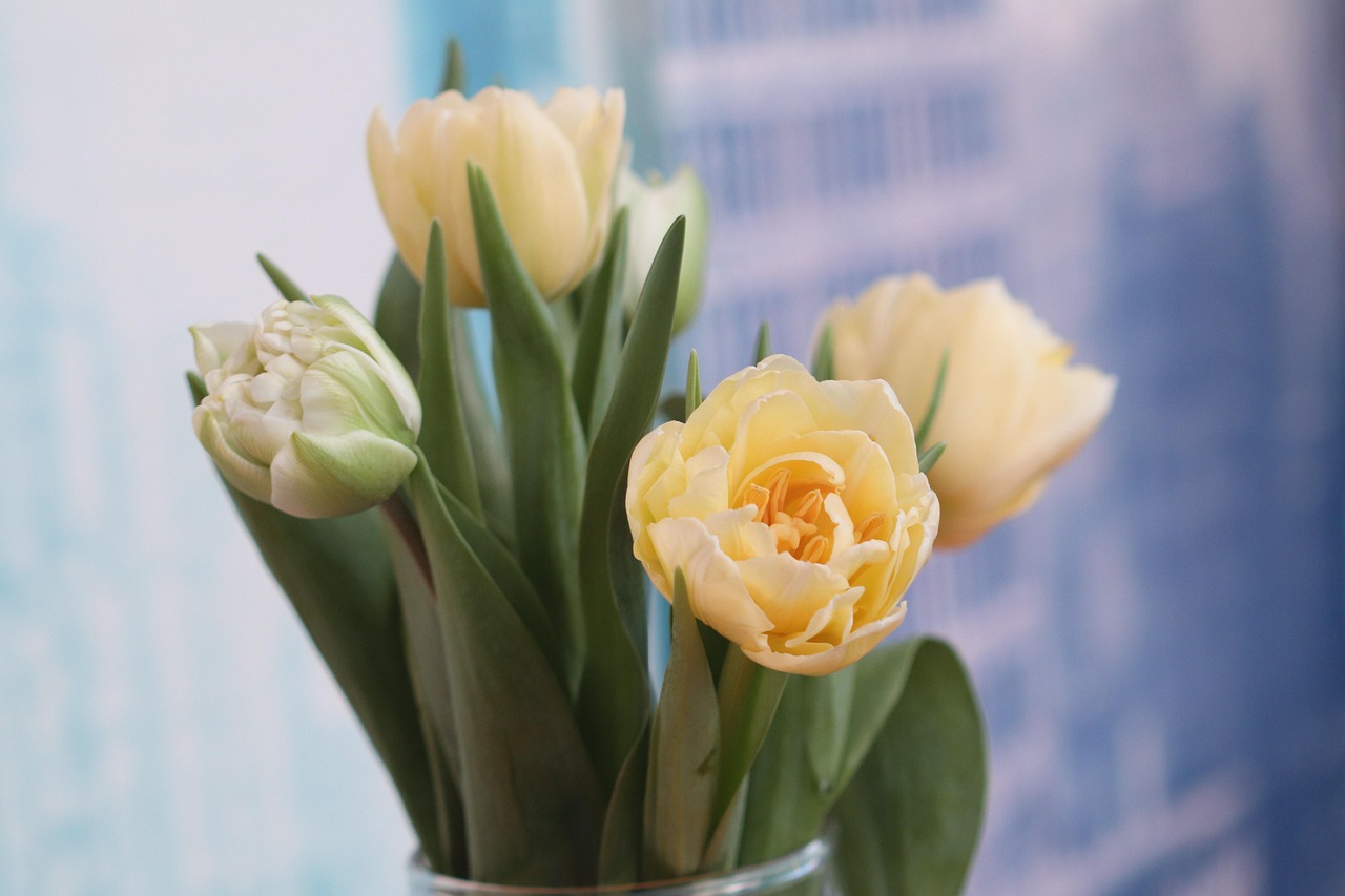 White Tulips - free online jigsaw puzzle photo