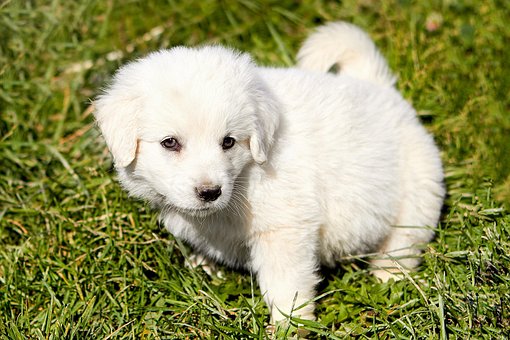Free Dog Puppy photo and picture
