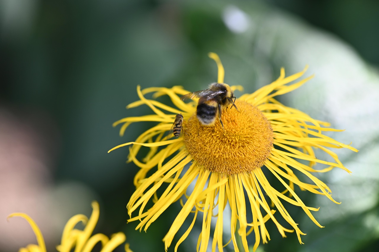 Hummel Blüte Gelb Kostenloses Foto auf Pixabay