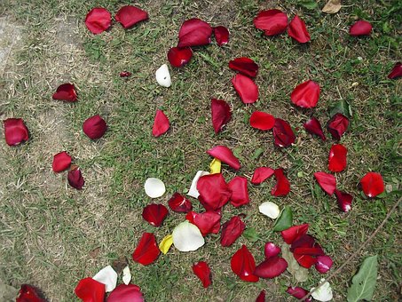 Free Family Roses photo and picture