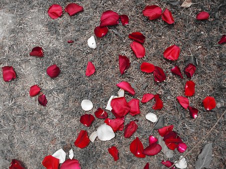 Free Family Roses photo and picture