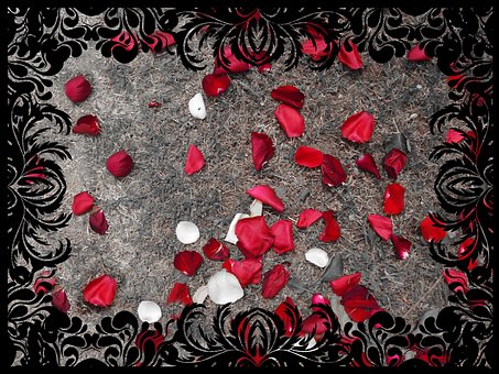 Free Family Roses photo and picture