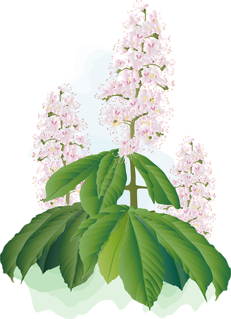 Free chestnut blossoms flowers plants vector