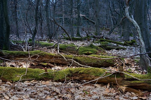 Free Forest Trees photo and picture