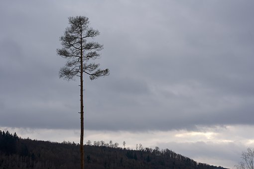 Free Tree Forest photo and picture