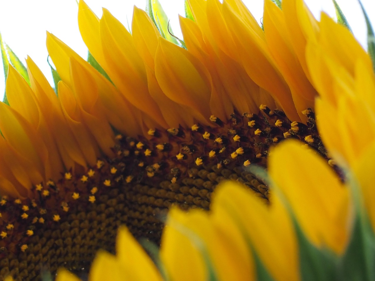 Sunflower Sunflowers Petal - Free photo on Pixabay - Pixabay