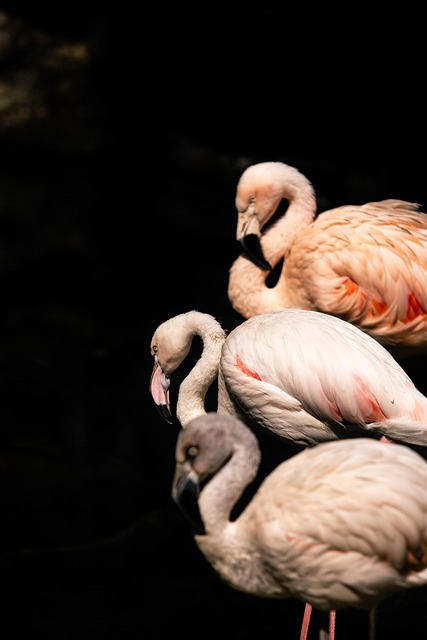 Flamingo, Dyr, Naturlige
