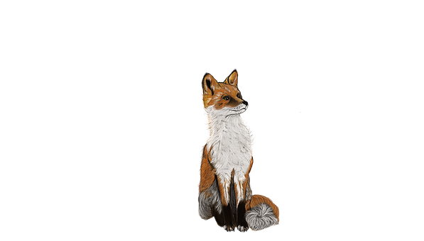 Free Fox Wild illustration and picture