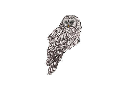 Free Owl Bird illustration and picture