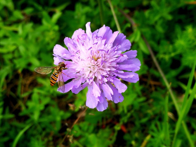 Hoverfly Insect Flower - Free photo on Pixabay - Pixabay