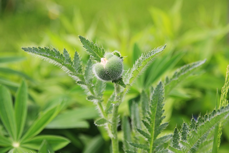 Plant Bud Leaves - Free photo on Pixabay