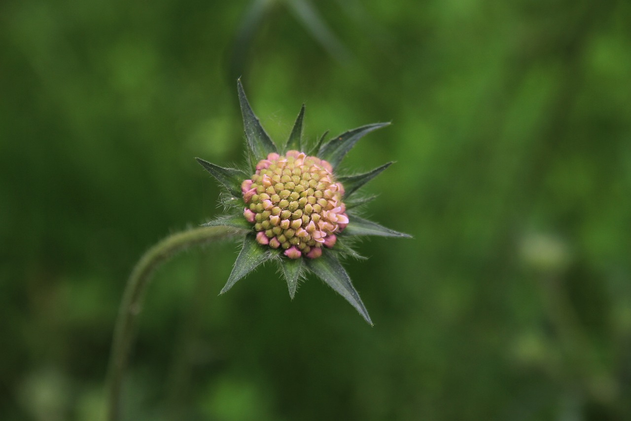 Pincushion Flower Buds Free photo on Pixabay