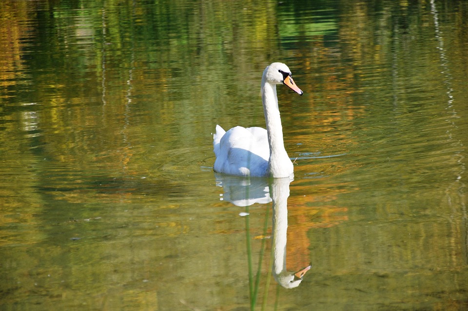 Swan Fall Lake - Free photo on Pixabay - Pixabay