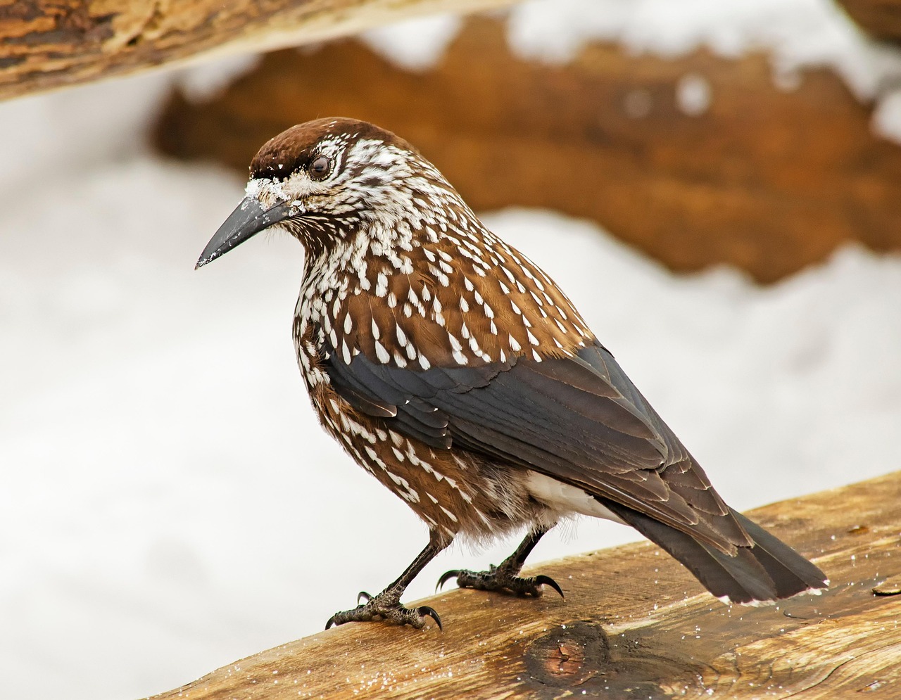 ムクドリ 鳥 冬 - Pixabayの無料写真 - Pixabay