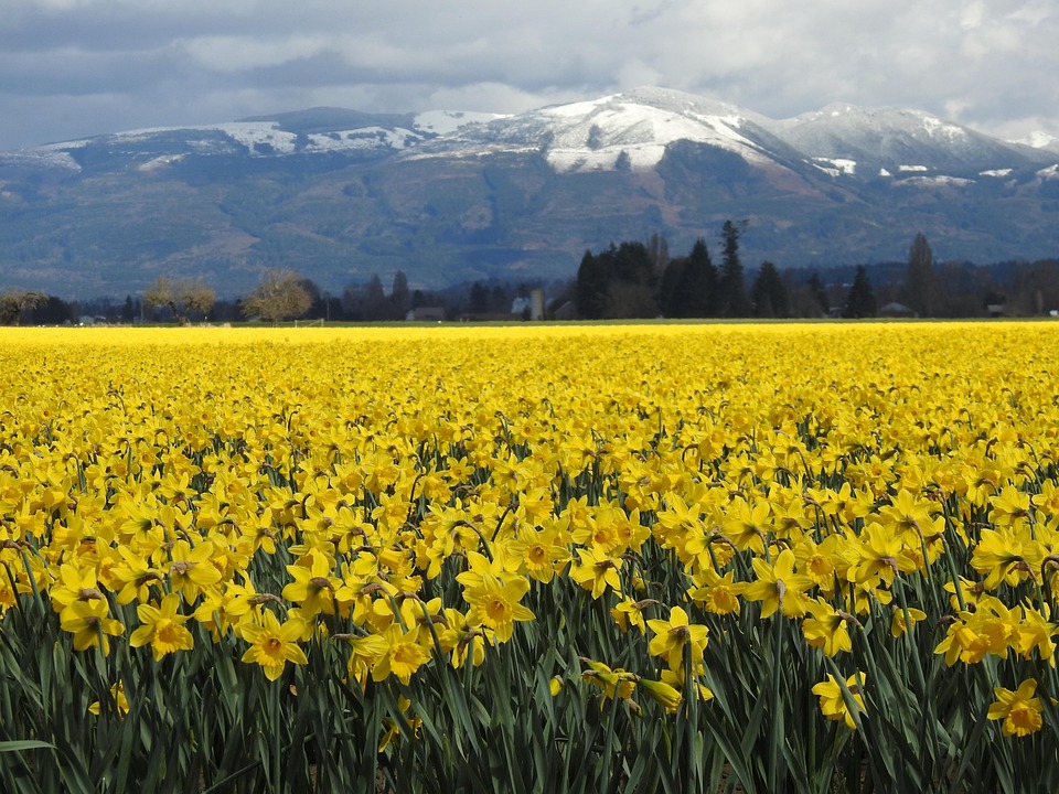 Daffodils Field Farm Free photo on Pixabay