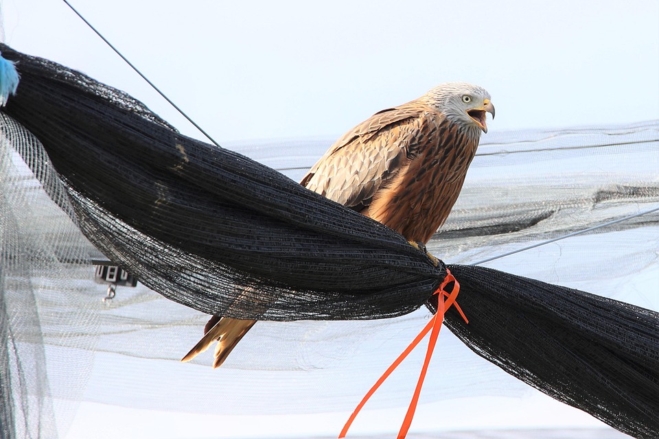 Cerf-volant rouge, portrait de l'oiseau de proie. L'oiseau est assis sur une souche, vu du côté Photo Stock - Alamy