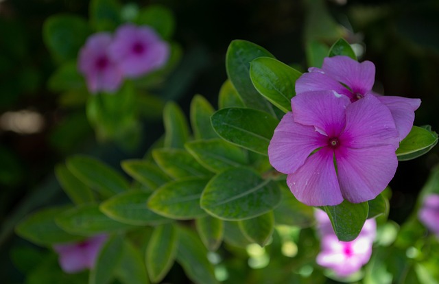 Free Flowers Petals photo and picture