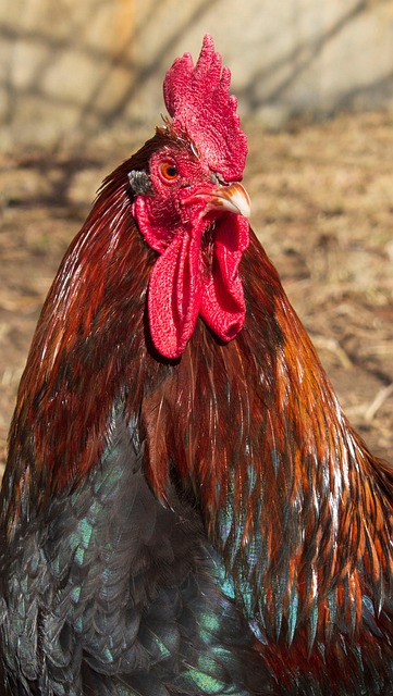 Haan, Kip, Vogel, Vee, Boerderij, Dier