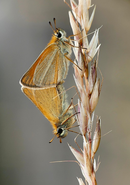 Papillons Appariement Papillon - Photo gratuite sur Pixabay - Pixabay