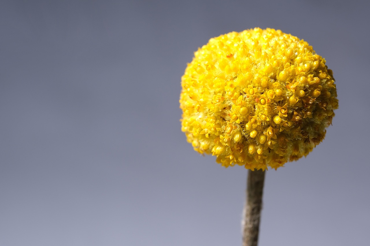 Free Flower Yellow photo and picture