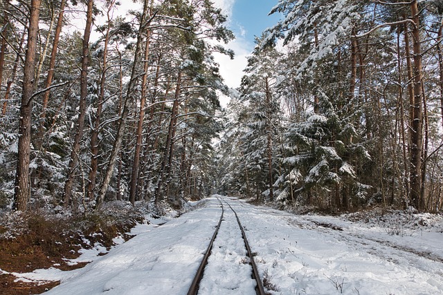 Free Railway Forest photo and picture