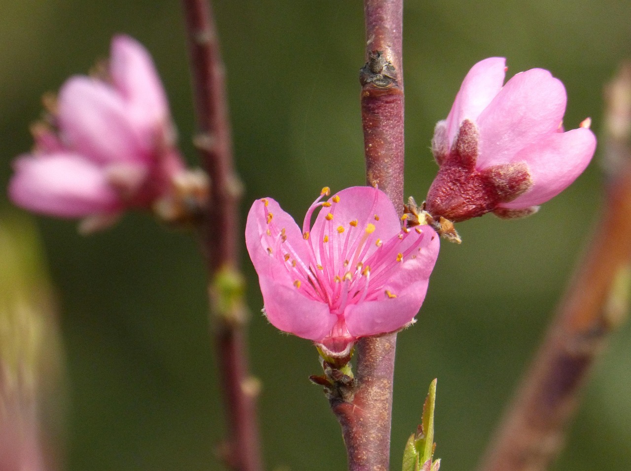 Plum Blossom Flowers Spring Pink Free Photo On Pixabay Pixabay plum-blossom-flowers-spring-pink-free-photo-on-pixabay-pixabay