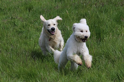 Hunde, Haustiere, Lauf, Wiese, Spielen