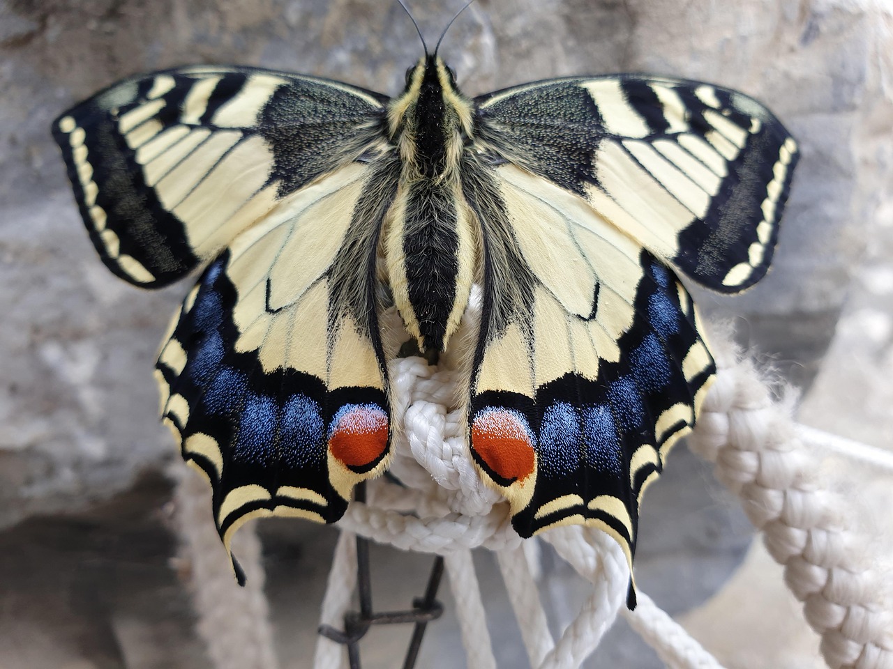 Butterfly Insect Wing - Free photo on Pixabay - Pixabay