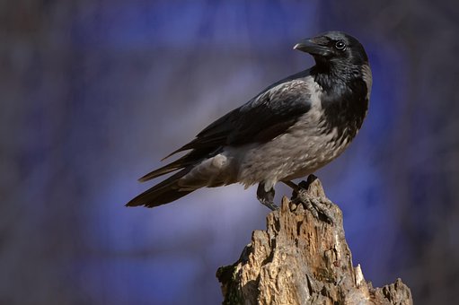 Free Crow Bird photo and picture