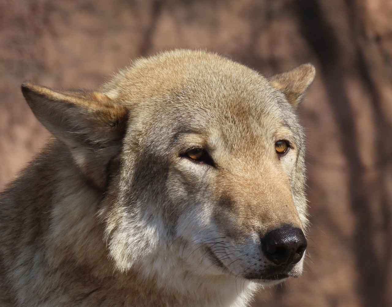 狼 動物 頭 - Pixabayの無料写真