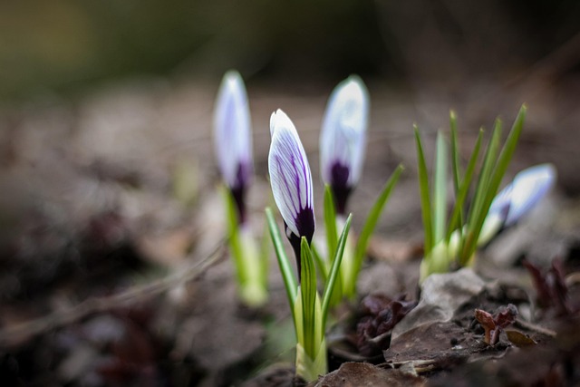 Krokus, Krokus Bud, Kvetina