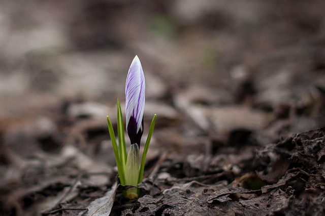 Krokus, Púčik, Závod, Listy, Jar, Les