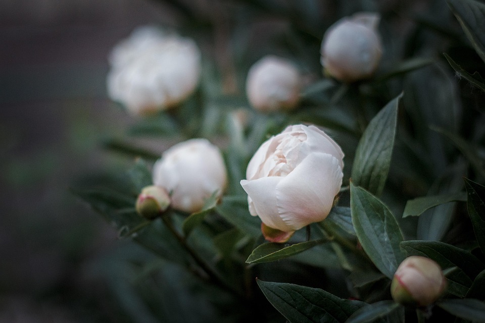 Pfingstrosen Blumen Pflanze Kostenloses Foto auf Pixabay