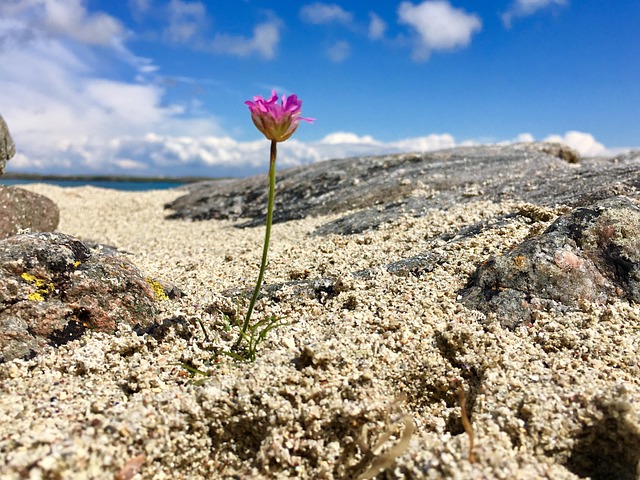 Flor Playa Arena El - Foto gratis en Pixabay - Pixabay