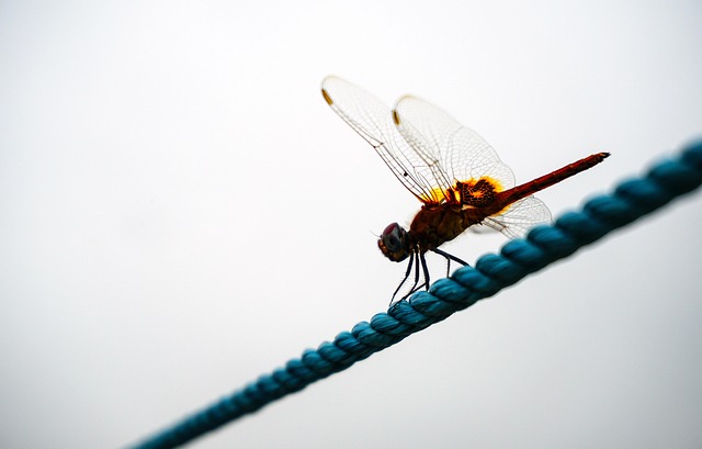 Free Dragon Fly photo and picture