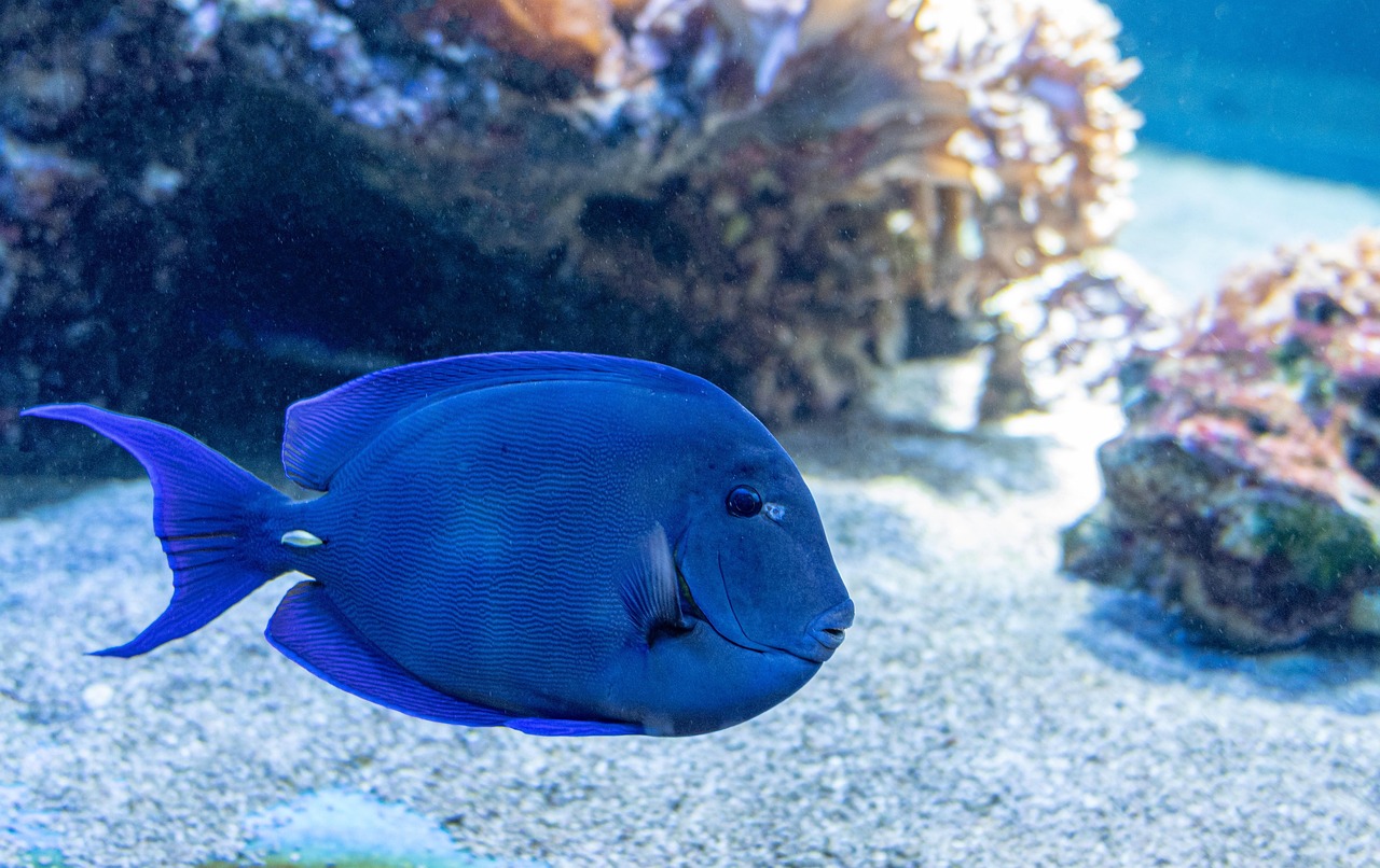 Fish - free online jigsaw puzzle photo