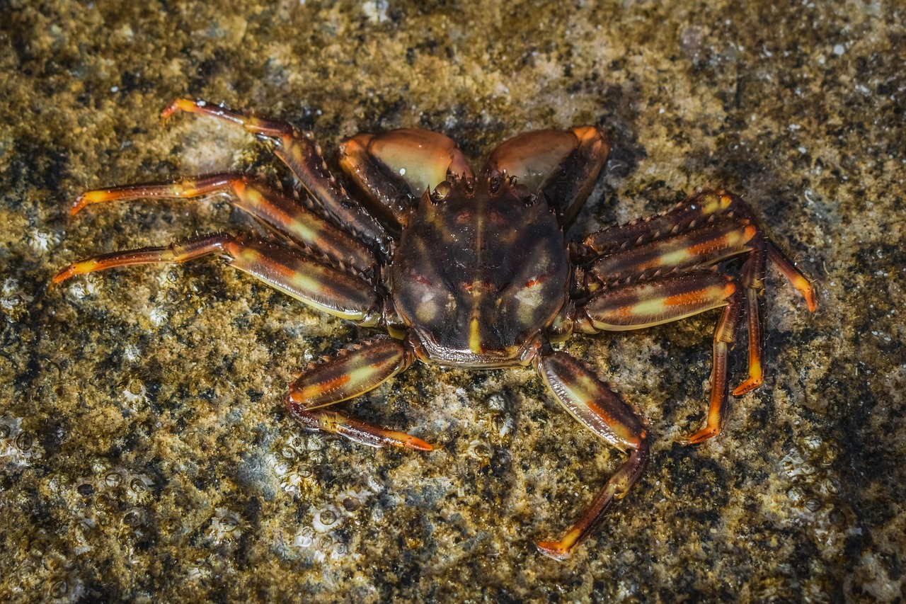 螃蟹 动物 岩石 - Pixabay上的免费照片 - Pixabay