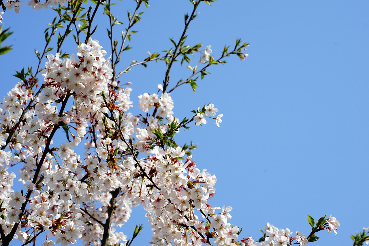 Pear Blossom Outing Spring - Free photo on Pixabay - Pixabay