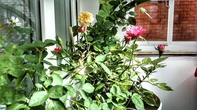 Roses Balcony Flowers - Free photo on Pixabay - Pixabay