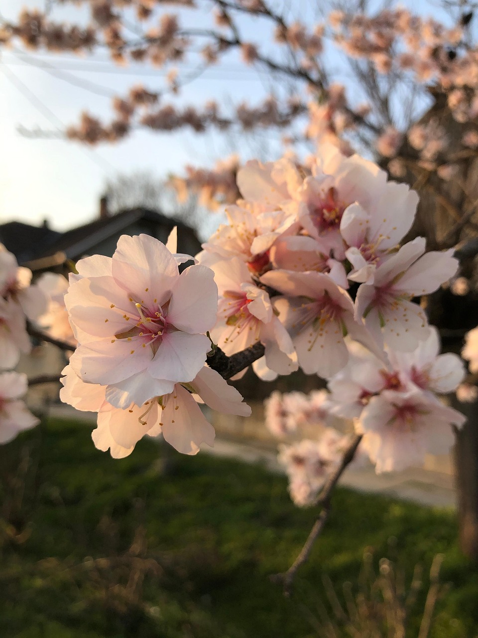 Cherry Flower - Free photo on Pixabay - Pixabay