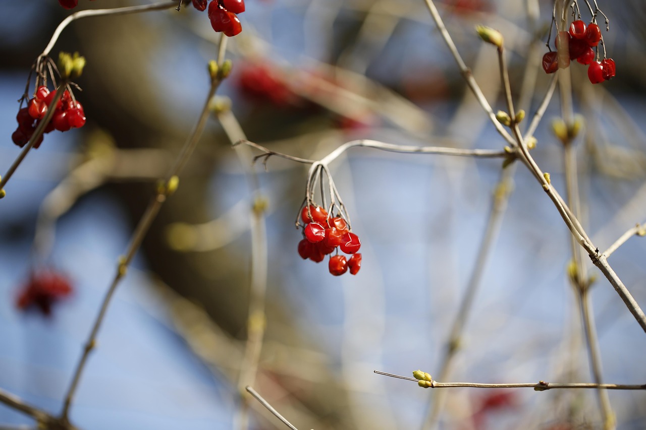 Rowan Fruits Branch - Free photo on Pixabay - Pixabay