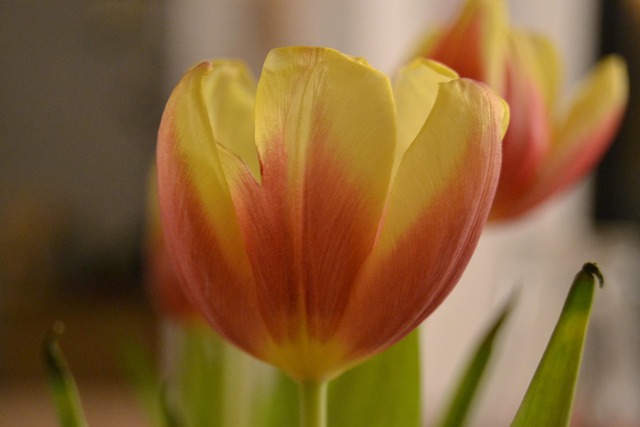 Free Tulip Flower photo and picture