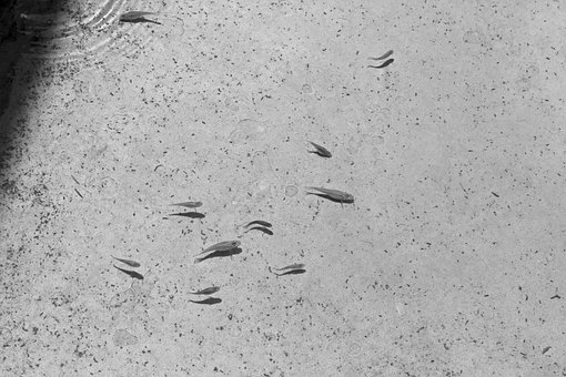 Free Fish Swimming photo and picture