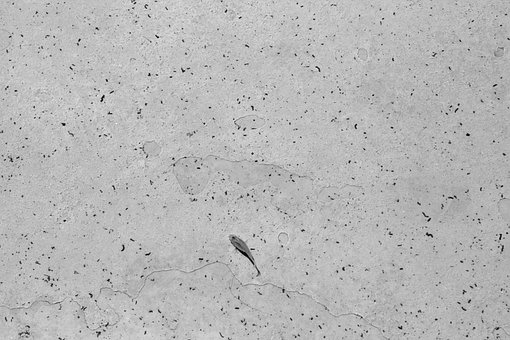 Free Fish Swimming photo and picture