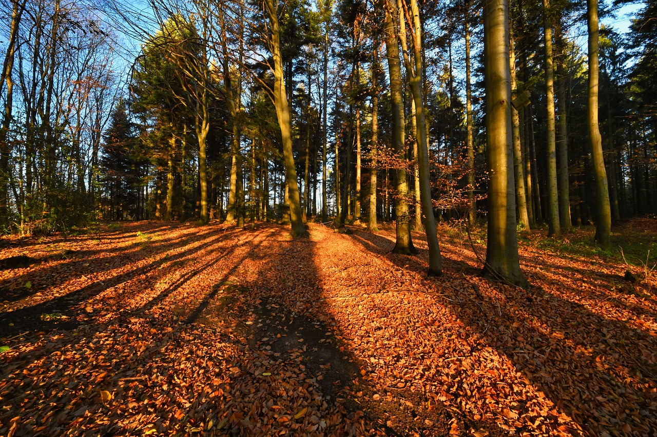 숲 나무 자연 - Pixabay의 무료 사진 - Pixabay