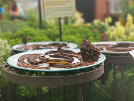 Schmetterling, Insekt, Konservatorium