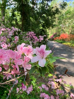 Blume, Rosa, Weiß, Natur, Feder, Flora
