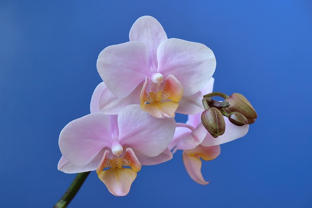 Free Orchid Flower photo and picture