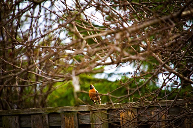 Free Nature Vibrant photo and picture